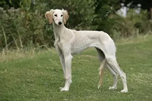 Personalized Pet Art Drucke: DOG. Saluki