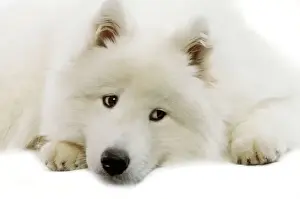 Drucke von LA-4660 Hund - SamoyerdogJean-Michel-LabatBitte beachten Sie, dass die Drucke nur für persönliche Anzeigepurposes gedruckt werden und nicht reproduziert werden dürfen Samojeden Drucke: Hund - Samojede