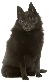 Drucke von LA-4048 Hund - Schipperke Jean Michel Labat Bitte beachten Sie, dass Drucke nur für persönliche Anzeigezwecke gedacht sind und nicht reproduziert werden dürfen Schipperke Drucke: Hund - Schipperke