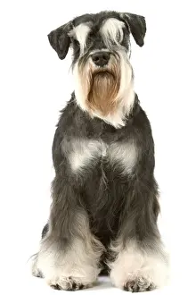 Personalized Pet Artwork Drucke: Dog - Schnauzer