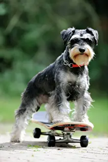 Hund Drucke: Hund, Schnauzer auf Skateboard