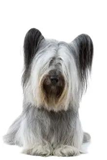 Drucke von LA-2829 Hund - Skyterrier Jean Michel Labat Beachten Sie, dass Drucke nur für persönliche Anzeigezwecke gedacht sind und nicht reproduziert werden dürfen Verwandte Bilder Drucke: Hund - Skytoterier