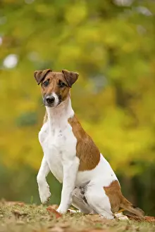 Domestic Dog Breeds Drucke: Dog - Smooth Fox Terrier