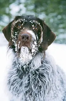 Dog In Snow Drucke: Dog - in snow