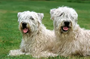 Hund - Weichhaarwheaterier – Paar liegt im Garten liegend