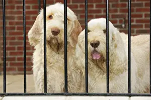 Pet Dogs Outside Drucke: Dog. Spinones behind bars