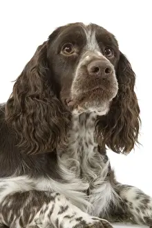 Hund - Springer spaniell