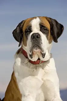 St Bernard Dog Breeds Drucke: Dog - St Bernard