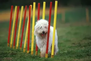 Jean Michel Labat Artwork Drucke: Dog training / Agility