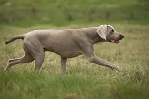 Hund - Weimarer