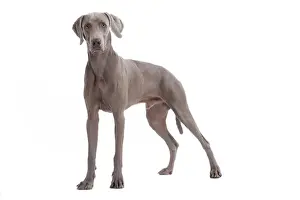 Drucke von LA-7373 Hund - Deutscher Wacht-Hund auch bekannt als Deutsche Wacht-Hunde, Weimaraner Vorstehhund Jean-Michel Labat Beachten Sie bitte Weimaraner Drucke: Hund - Weimaraner