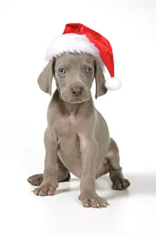 Hund, Weimaraner mit Christbaumhut