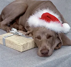 Drucke von JD-17134 HUND - Deutscher Wulff schläft mit Weihnachtshut, von John Daniels Beachten Sie bitte, dass die Drucke nur für persönliche Anzeigezwecke gedacht sind und nicht reproduziert werden dürfen Schlafzimmer Drucke: Hund Weimaraner Hund schlafend mit Christbaumhut auf