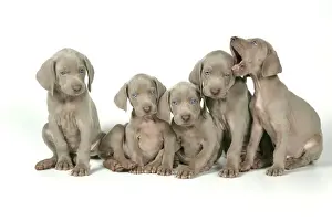 Drucke von JD-19454 HUND. Fünf Weimaraner stehen in einer Reihe, John Daniels Bitte beachten Sie, dass die Drucke nur für persönliche Ausstellungszwecke gedacht sind und nicht reproduziert werden dürfen Weimaraner Drucke: Hund, fünf Weißen Schafe im Reihenstand