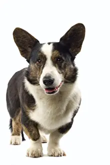 Dog Photography Prints Drucke: Dog - Welsh Corgi