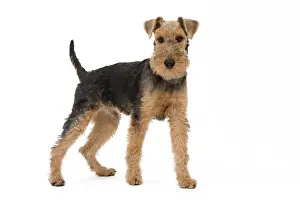 Hund - Walisischer Terier im Studio