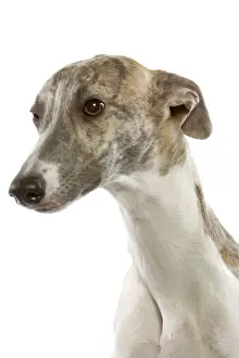 Hund - Whippet im Studio