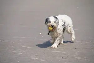 Personalized Pet Photos Drucke: Dog On windy beach
