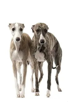 White Background Pet Photography Drucke: Dog - Wippet