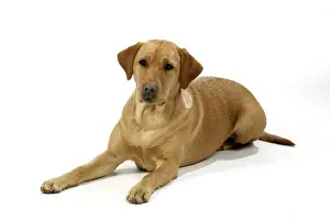 Hund - Gelber Labradörfer Hund - liegend