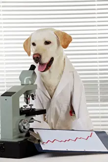 Drucke von JD-22037 HUND Gelber Labrador trägt Laborkittel mit Mikroskop John Daniels Bitte beachten Sie Retriever Labrador Drucke: HUND. Gelber Labrador, der ein Laborrock mit einem Mikroskop trägt.
