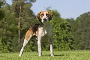 Short Haired Hound Dogs Drucke: Dogs - foxhound