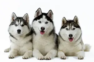 Hunde - Eskimoschweißhunde