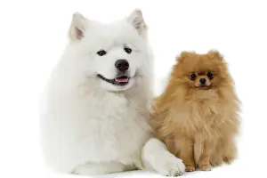 Drucke von LA-3618 Hunde - Samojede und Zwergspitz Jean Michel Labat Beachten Sie, dass Drucke nur für persönliche Anzeigezwecke gedacht sind und irgendeine Form der Wiederverwendung nicht zulassen Samojeden Drucke: Hunde - Samojede und Zwergspitz
