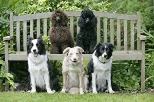 Personalized Pet Art Prints Drucke: DOGS. Sitting on bench