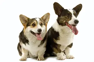 Personalized Pet Photos Drucke: Dogs - Welsh Corgi