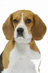 Beagle Dog Breed Drucke: Beagle