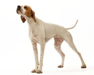 English Pointer Dog Drucke: Dog - Pointer