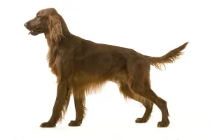 Hund - Rot / Irischer Pointer