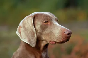 Drucke von JPF-122 Weimaranerhund Jean Paul Ferrero Bitte beachten Sie, dass Drucke nur für persönliche Anzeigezwecke gedacht sind und nicht reproduziert werden dürfen Weimaraner Drucke: Weimaraner