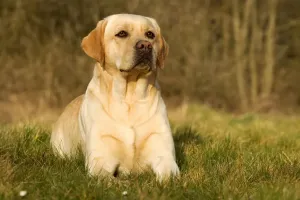 Jean Michel Labat Artist Drucke: Yellow Labrador