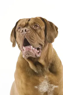 Close Up Dog Face Drucke: Dogue de Bordeaux