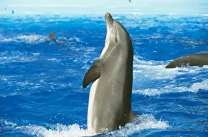 Dolphin