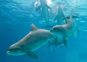 Bottlenose Dolphin Images Drucke: Dolphins - group underwater