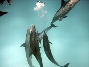 Bottlenose Dolphin Behavior Drucke: Dolphins - Interspecies aggression