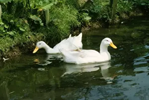 John Daniels Photography Prints Drucke: Domectic Aylesburry Ducks