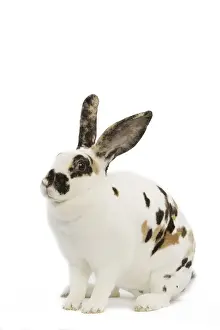 Domestic Rabbit Photography Drucke: Domestic Rabbit - in studio