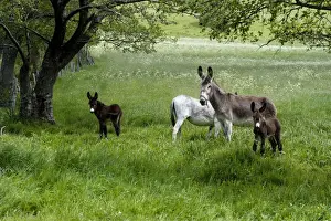 Farm Animals Grazing Drucke: Donkeys with foals in field
