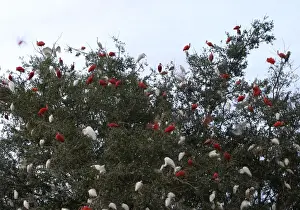 South American Birdlife Drucke: Dormitory ibises