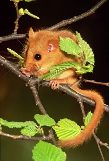 Wildlife Prints For Sale Drucke: Dormouse