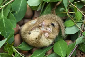 Cornwall Wildlife Drucke: Dormouse - Cornwall - UK