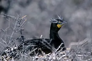 Wildlife Birds Photos Drucke: Double-crested Cormarant