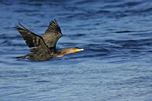 Phalacrocorax Auritus Species Drucke: Double-crested Cormorant
