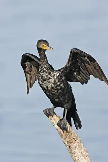 Phalacrocorax Auritus Species Drucke: Double-crested Cormorant