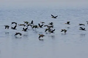 Phalacrocorax Auritus Species Drucke: Double-crested Cormorant