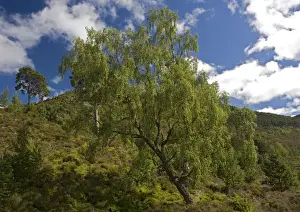 Deciduous Trees UK Drucke: Downy birch